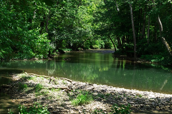 Looking down a forested river from a bridge